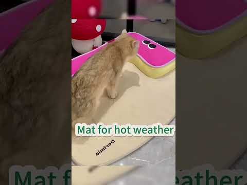 Pets' Most Healing Moments Compilation💖 🔗 is in My Bio🦏 #DIYPetProjects