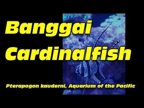 Banggai cardinalfish, Pterapogon kauderni, at the Aquarium of the
Pacific