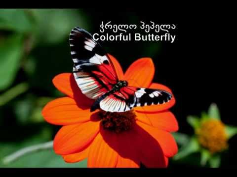 Zaza Korinteli & ZumbaLand - ჭრელო პეპელა - Colorful Butterfly