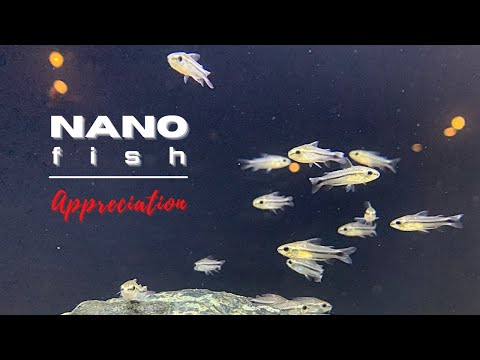 The little things in life? Nano Fish Appreciation  We've received a small order of some great fish, so it seems a look at some of our current nano fish