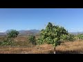 Bán đất sào Bác Ái 6.3 ha (63.000m2)đường lớn trên đất vườn xoài ra bông. Suối quanh lô đất Bán đất sào Bác Ái 6.3 ha (63.000m2)đường lớn trên đất vườn xoài ra bông. Suối quanh lô đất
