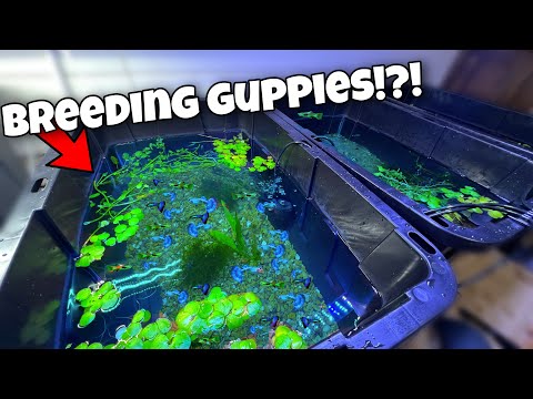 Guppy Breeding Farm!?! (Cheap DIY) Visit http_//www.freshwaterscrub.com and use code Guppy for 10% off until 12/31/2022!

In today's vi