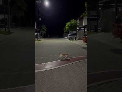 This Indonesian Old Cat Still Can Go Home Alone After Tired. #cat #oldcat #pets #pet #cute #imut #猫