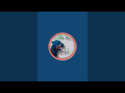 Viral Rottweiler 🔥 #dogpersnalty #doglover #rottwieler