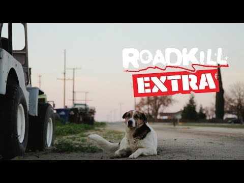 A Tribute to Big Joe the Shop Dog - Roadkill Extra