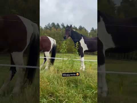 Przyjeżdżam na łąkę a one na mnie czekają 😍 moje kochane koniki ❤️ #konie #horse