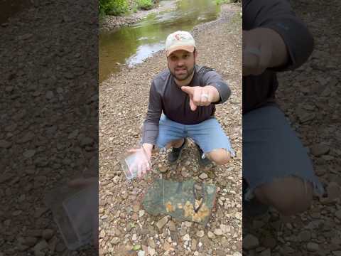 Will Fired Fish Catch Minnows? #fishing #kentucky #outdoors #creek #fish #trapping #water #minnows