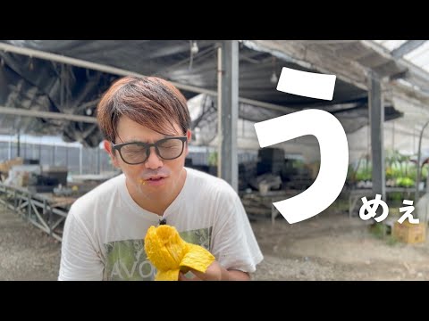 インドのマンゴーが超美味しすぎた！！！！！！！！！！！