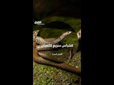 افتراس سريع للثعبان