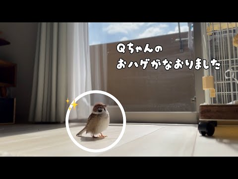 Qちゃんのもふもふ頭が復活したでちゅん♪