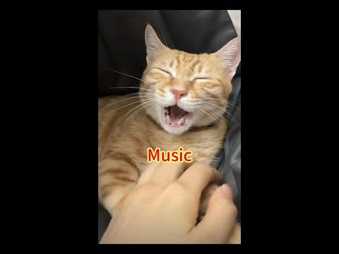 Music#cat #shorts #subscribe #funny #cute