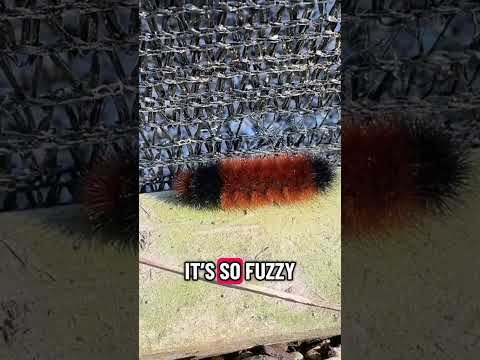Woolly Bear Caterpillar