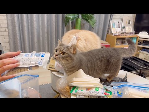 猫の動画サムネイル - 食いしん坊な猫は容器が密封されていても分かるらしい
