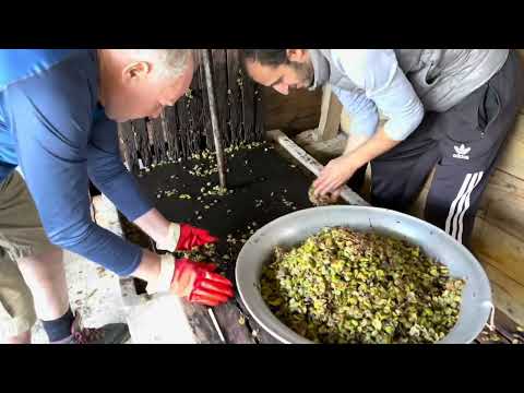 La verema a una granja de Persati a Geòrgia