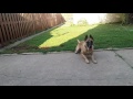 Before You Get A Belgian Malinois- WATCH THIS!!