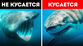 Самые загадочные морские существа из всех, которые когда-либо существовали (Не все акулы кусаются!)