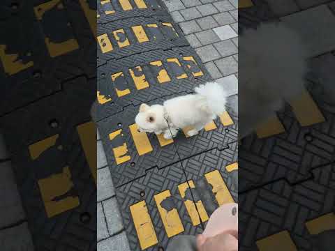 #shorts#포메라니안#산책#추천