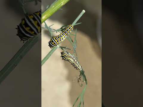 Will there be enough food? #swallowtail