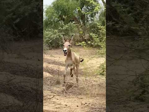 #youtube #ghadha -#trending #janwar