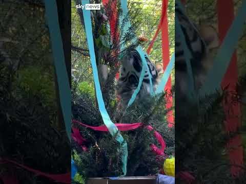 Zoo animals unwrap Christmas presents