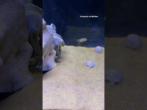 Mantis Shrimp Punch Attack #mantisshrimp #udangmantis