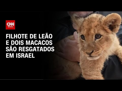 Polícia de Israel resgata filhote de leão e dois macacos; veja vídeo | CNN Brasil