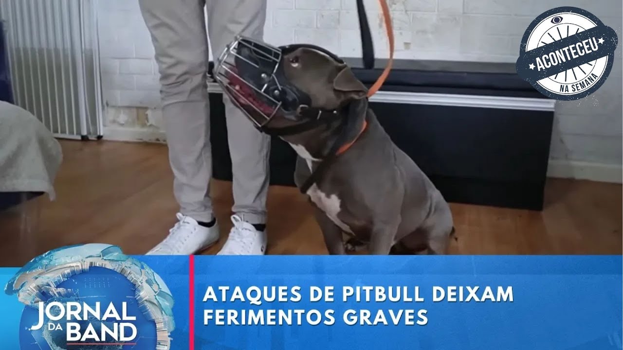 Ataques de pitbull deixam ferimentos graves e têm punições brandas | Aconteceu na Semana