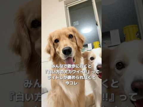 目の前で悪口言われた時の犬がこちら...【ゴールデンレトリバー・ボーダーコリー】#shorts