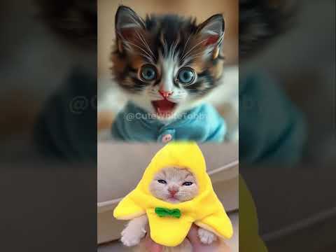 The SWEETEST Sound You'll Hear Today Tiny Kitten's Meow