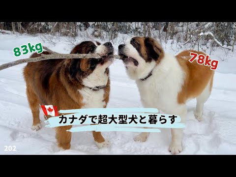 クリスマスシーズンの始まり【超大型犬3頭とカナダで田舎暮らし・海外生活】