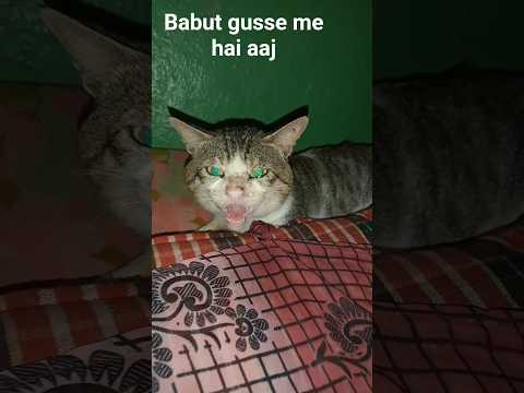 Aaj to bahut gusse me hai 😡#catlovers #cat #ytshorts #trendingvideo #youtubeshorts #viralshorts