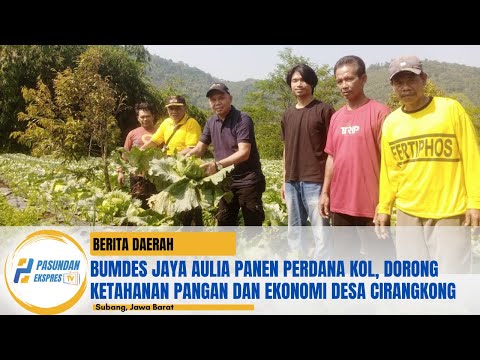 BUMDes Jaya Aulia Panen Perdana Kol, Dorong Ketahanan Pangan dan Ekonomi Desa Cirangkong