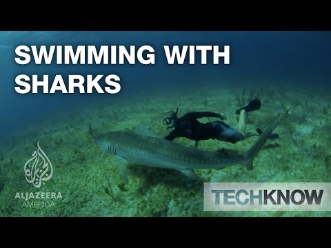 Swimming with Sharks - TechKnow