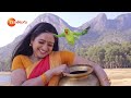 LIVE | Trinayani | Full Ep 31 & 45 | Zee Telugu | Ashika Gopal , Chandu Gowda, Pavithra Jayaram - 04:32:25 min - News - Video