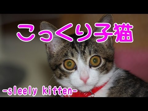 こっくり子猫