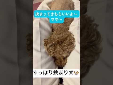 【トイプードル】ｽｯﾎﾟﾘ甘えっ子【日常】 #トイプードル #トイプー #癒し #犬のいる生活 #toypoodle #プードル #可愛い #犬のいる暮らし