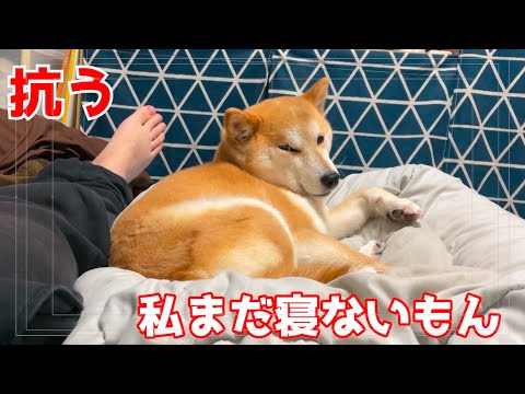 次第に重力に勝てなくなってくる柴犬