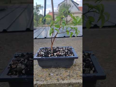 Ficus Benjamina Bonsai from cutting😊 #ficusbenjaminabonsai #bonsai #ficusbenjamina