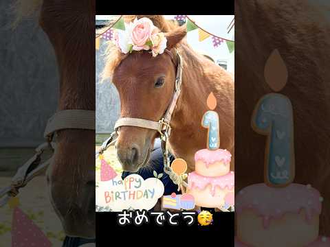 ハイネお誕生日おめでとう🥳🥳🥳🎉🎉🎉　#shorts