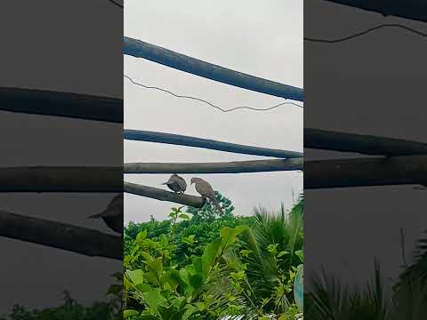 beautiful dove 🕊 || #garden #terrace #trending #shorts #fyp #plants #vegetables