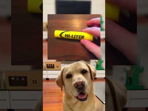 #memes #story #dog #shorts #pets