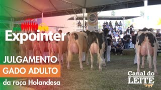 Expointer 2024 - Julgamento do Gado Adulto da Raça Holandesa