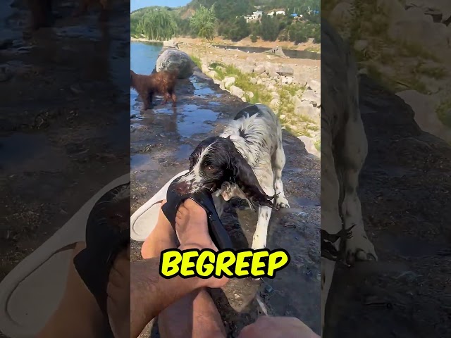 Hij Wilde Alleen Spelen! 🐾❤️