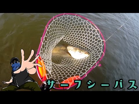 ゆるく釣ります! その180 秋のサーフ釣行 ゆるく、そしてガチに獲りに行く