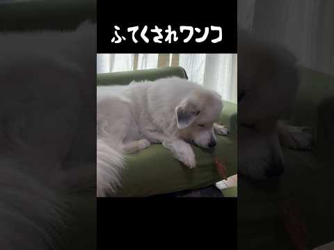 おやつから5秒で不貞腐れる愛犬　#グレートピレニーズ #greatpyrenees #ゴールデンレトリバー #癒し #愛犬 #パーニーズ #犬のいる生活 #大型犬パピー #可愛い #グーニーズ