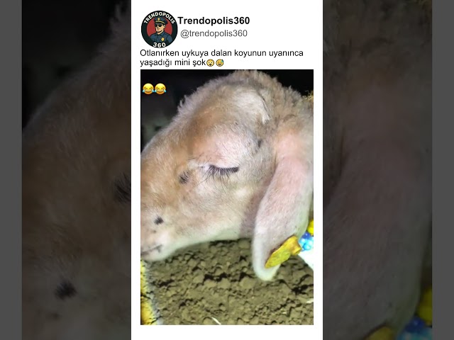 Otlanırken Ayakta Uyuyan Koyun😅