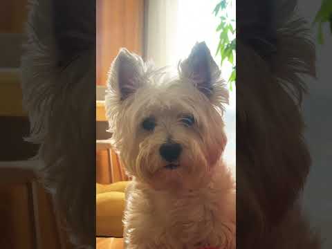 Look my 👁️♥️♥️ #dog #happydog #puppy #cute #westie #doglover #friends