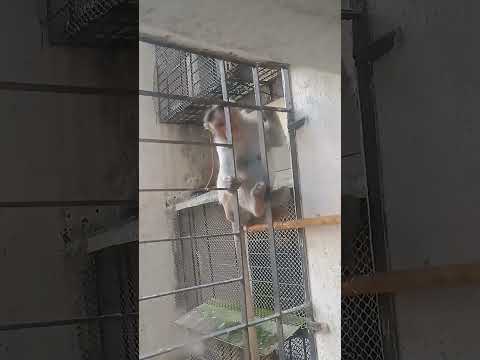 😱Intelligent🐒😍#shorts#ytshorts#youtubeshorts#viral#reels#shortsfeed#explore#trending#tiktok#song#fun