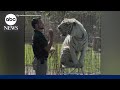 Tiger handler mauled to death at Oklahoma preserve