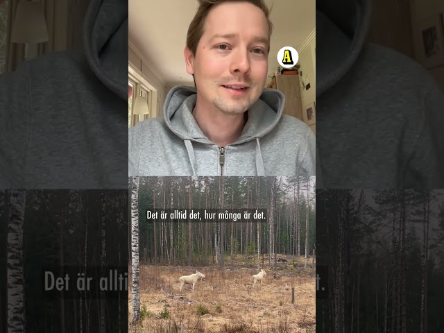 Rasmus, 30, såg två vita älgar: ”Man blir glad”